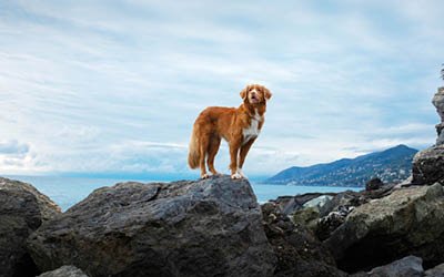 Die 10 besten Hundesnacks des Jahres 2024