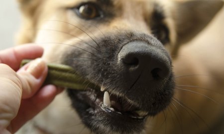 Welcher Hundeknochen passt zu deinem Hund?