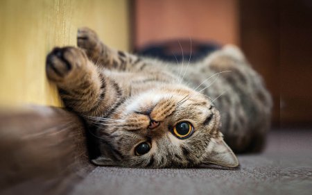 Verwöhne deine Katze maximal mit diesen Katzensnacks!