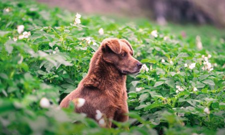 Können Hunde Süßkartoffel fressen?