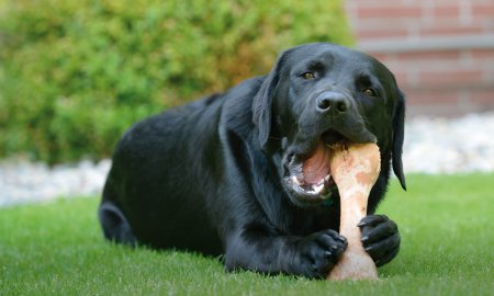 Vergleich: Natürliche Hundeknochen vs. Nylon-Kauknochen