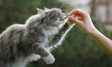 Fischsnacks für Katzen