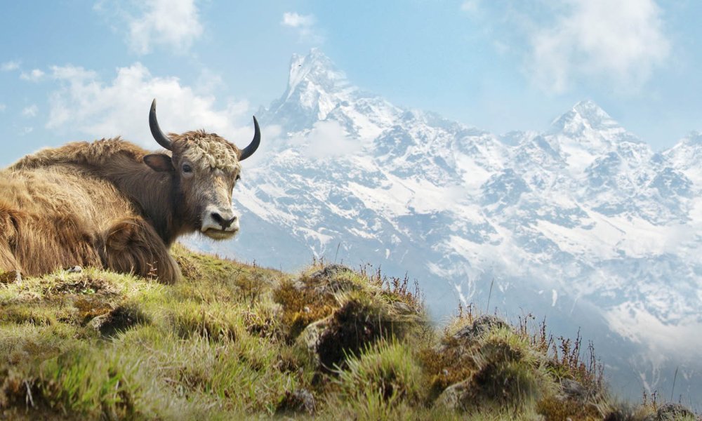 Yak-Snacks für Hunde