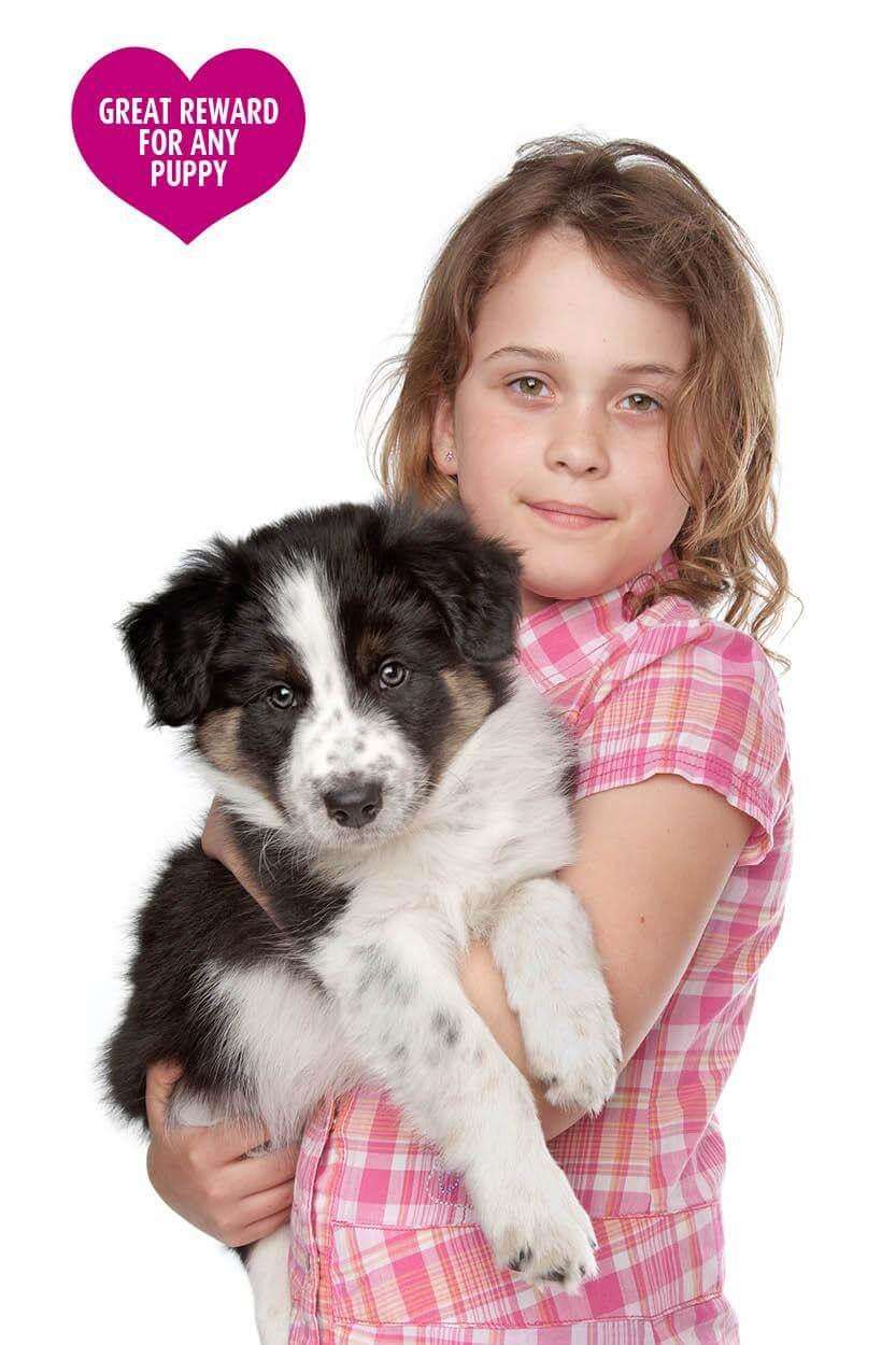 Welpen Trainingskekse und -leckerlis