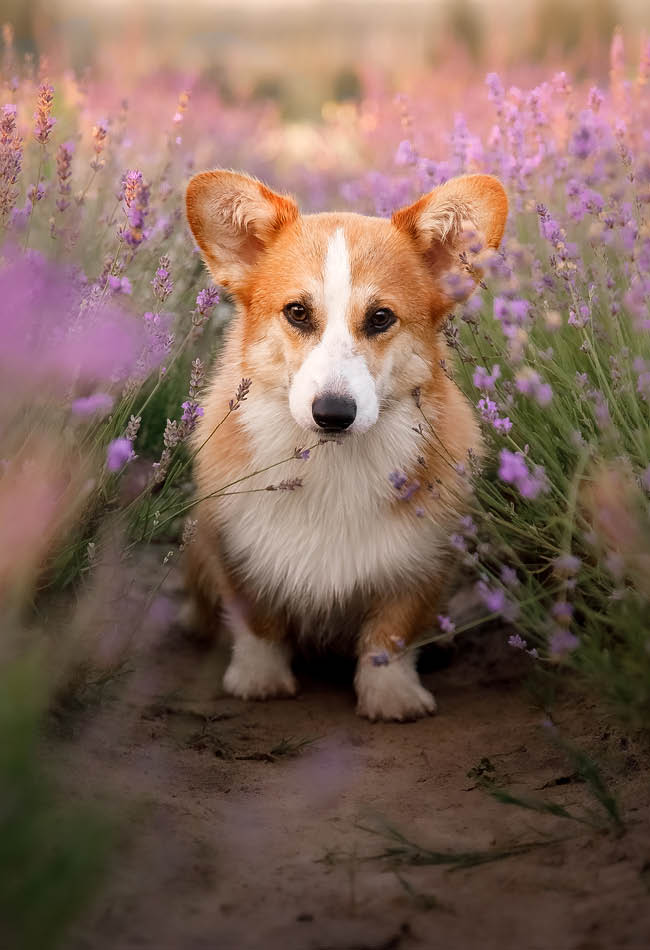 Erstklassig bewertete Snacks, die Haustiere lieben